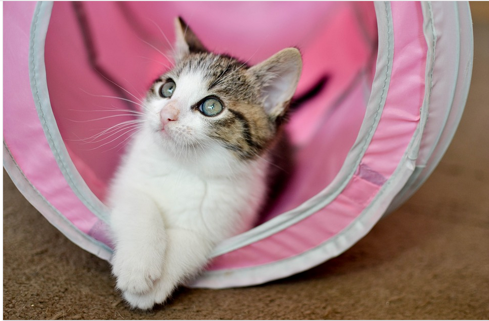 Benefits of Grooming Your Cat