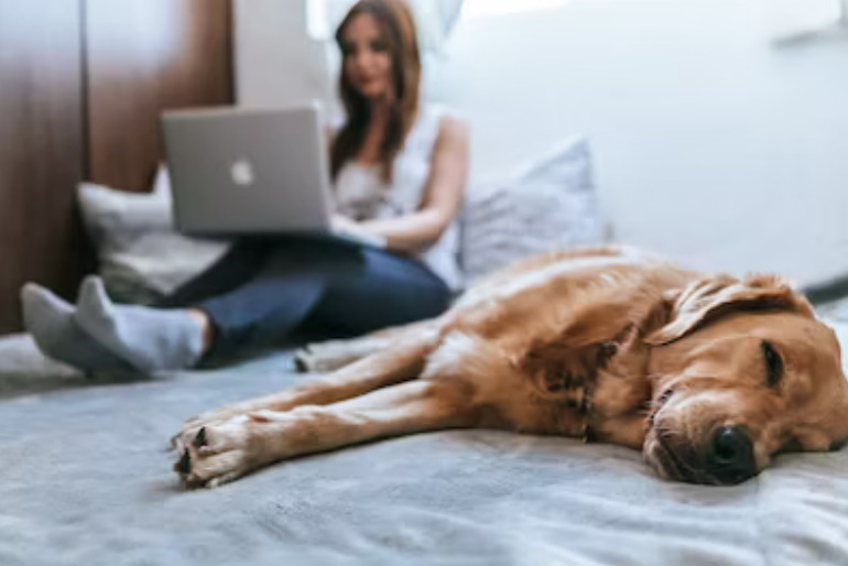 How to Find Pets Online